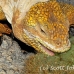 iguana_land_spz_h_0117_ecu1816.jpg